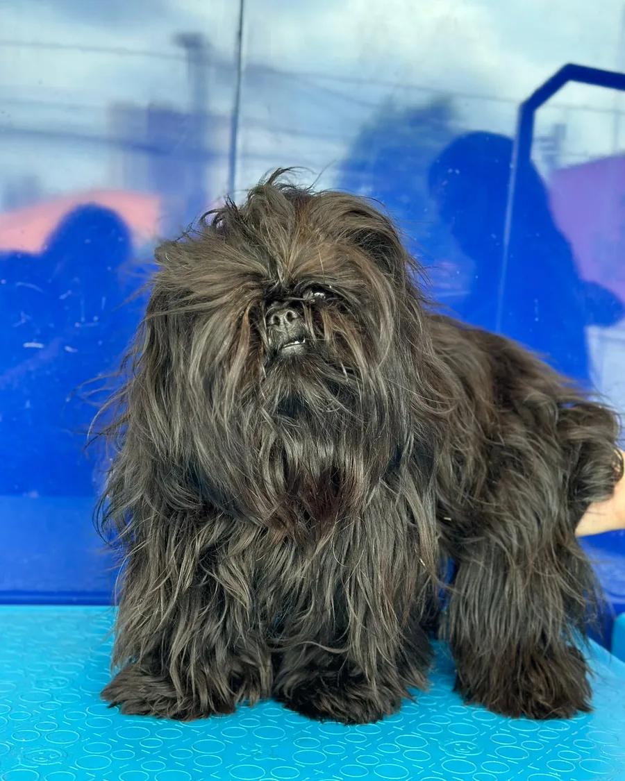 Perro Shih Tzu con el pelaje largo y enredado antes del corte en Bable Pet Providencia