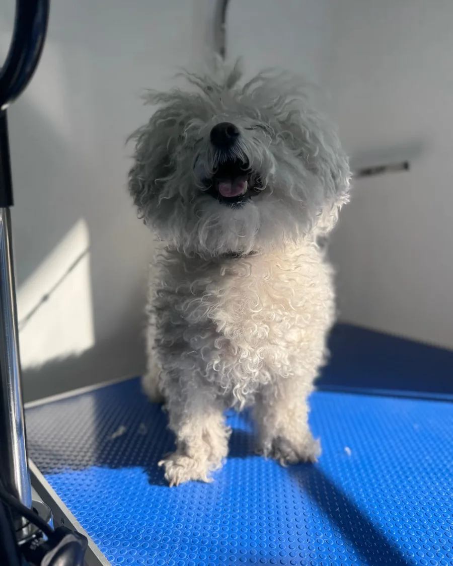 Perro de pelaje claro despeinado y opaco antes del baño en Bable Pet Providencia