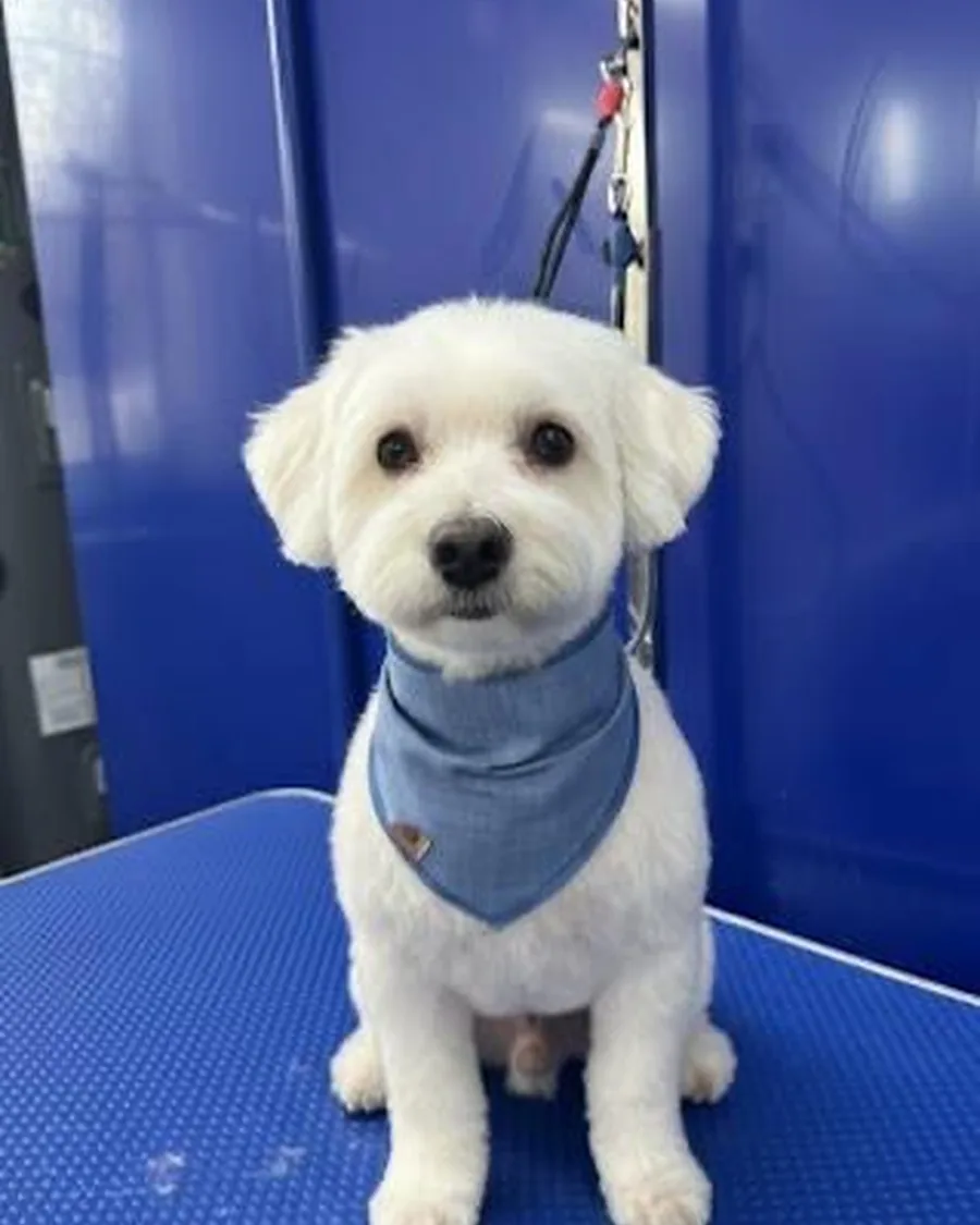 El mismo perro blanco limpio, prolijo y con pañuelo después del corte