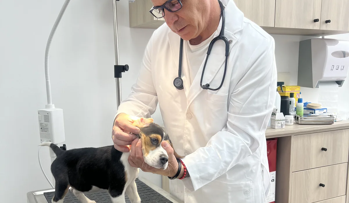 Veterinario revisando perro en peluquería Bable Pet