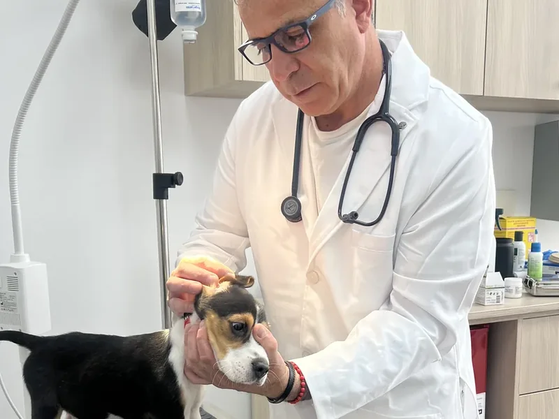Mascota feliz con veterinario en Bable Pet Providencia